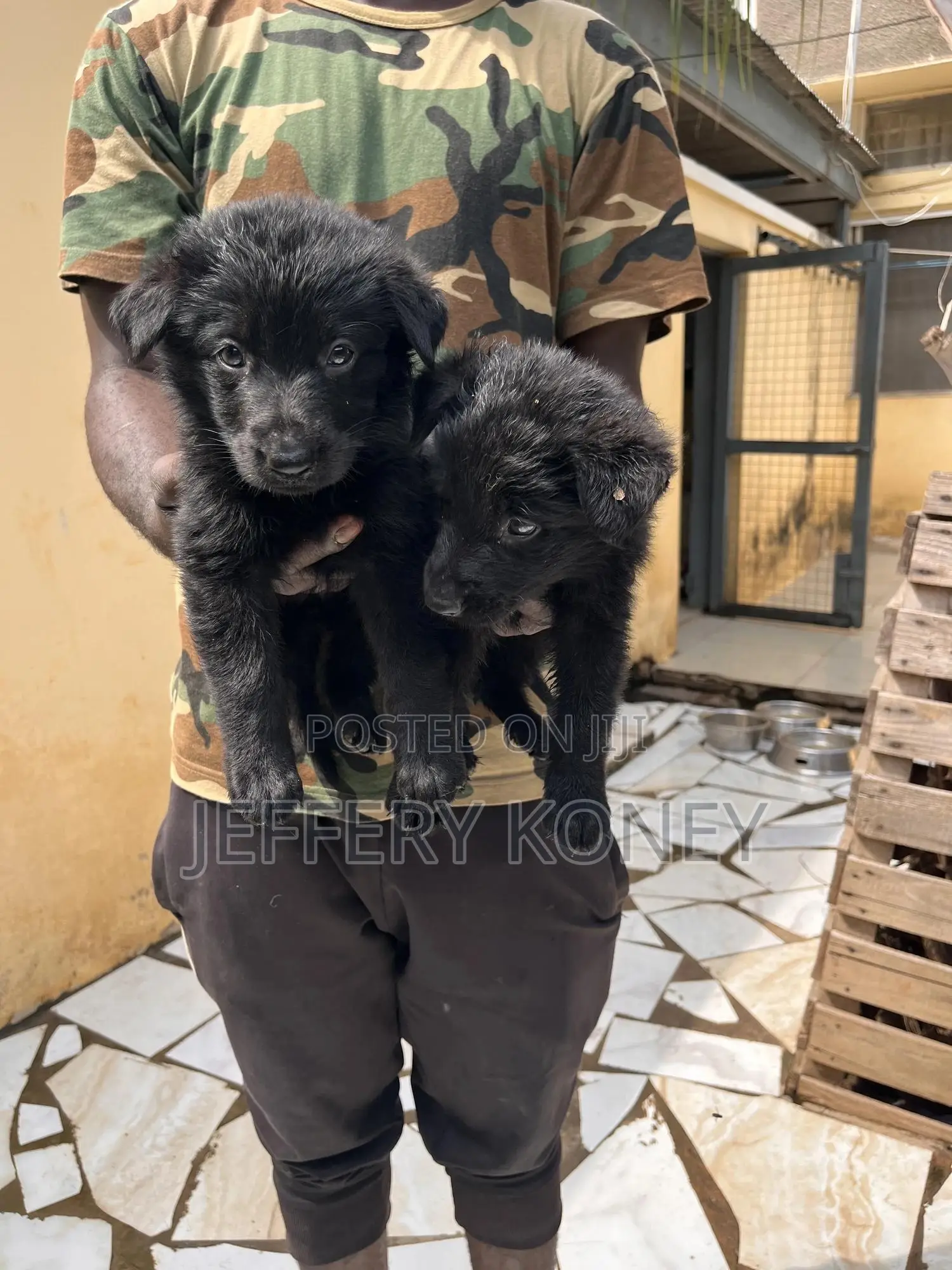 1-3 months Female Purebred German Shepherd