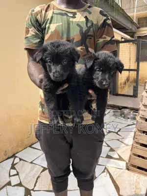 1-3 months Female Purebred German Shepherd