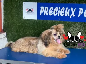 3-6 months Female Purebred Shih Tzu