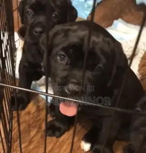 1-3 months Male Purebred Cane Corso