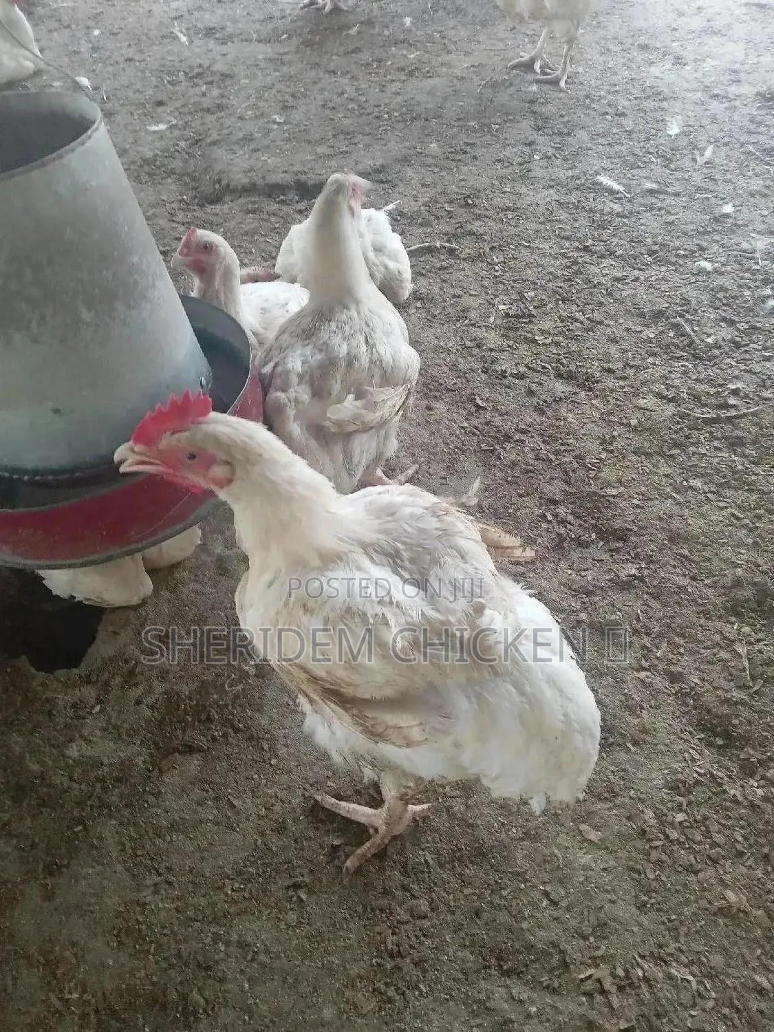 Hot Sale Broilers, Healthy, and Lively.