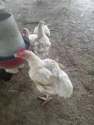 Hot Sale Broilers, Healthy, and Lively.