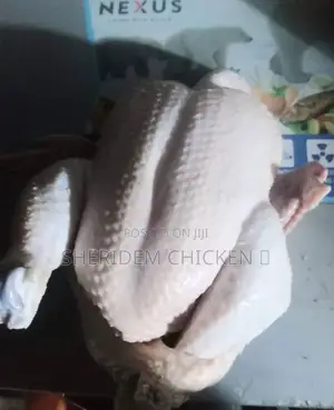 Hot Sale Broilers, Healthy, and Lively.