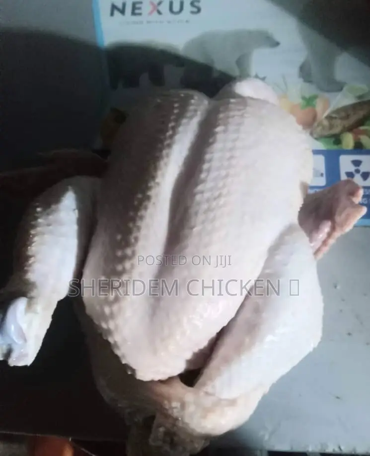 Hot Sale Broilers, Healthy, and Lively.