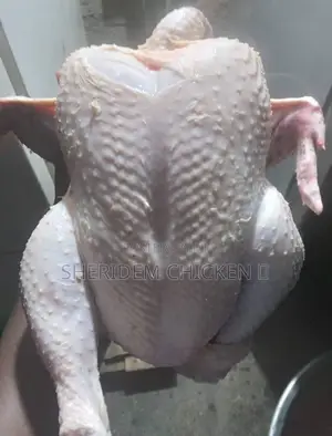 Hot Sale Broilers, Healthy, and Lively.
