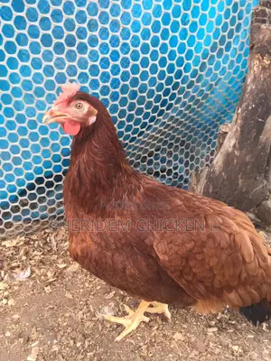 Freshly Dressed Chicken