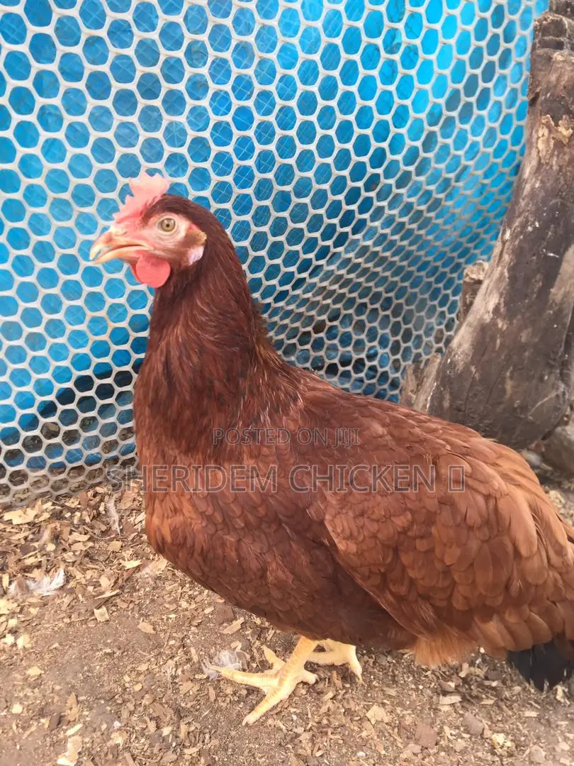 Freshly Dressed Chicken