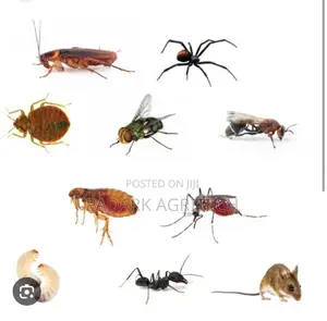 Pest Control Services in Kumasi