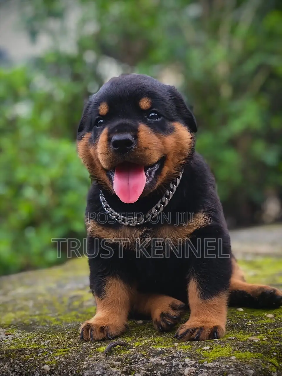 1-3 months Male Purebred Rottweiler