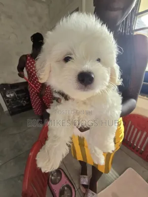 1-3 months Female Purebred Maltese
