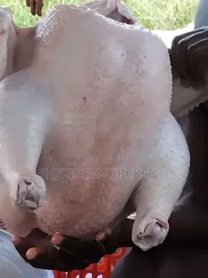 Broilers Available. Hot Sale