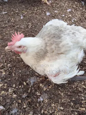 Broilers Available. Hot Sale