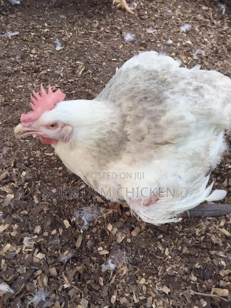 Broilers Available. Hot Sale