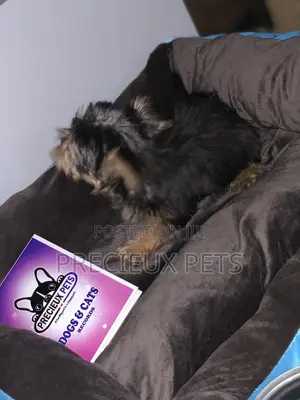 1-3 months Male Purebred Yorkshire Terrier