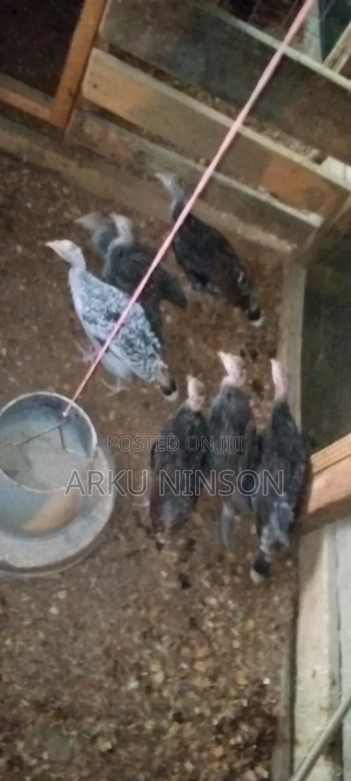 A.B.N Farms