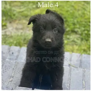 1-3 months Male Purebred German Shepherd