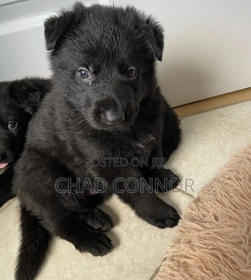 1-3 months Male Purebred German Shepherd