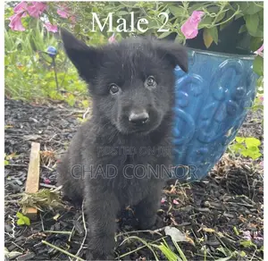 1-3 months Male Purebred German Shepherd