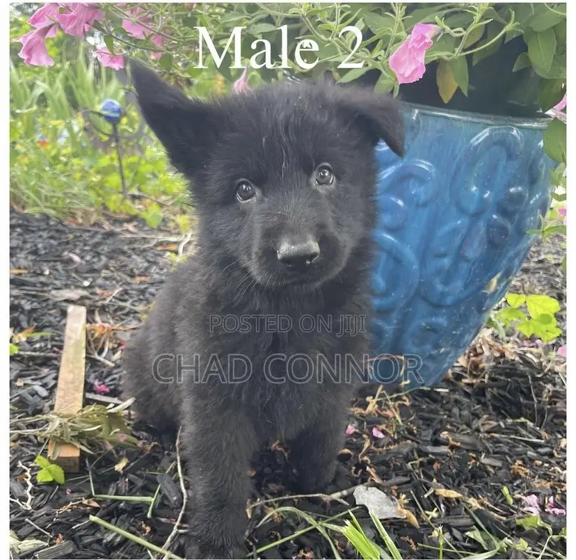 1-3 months Male Purebred German Shepherd