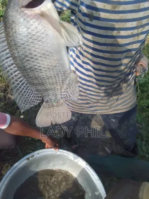 Fingerlings, Juvenile And Live Catfish And Tilapia Available