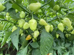 Red Habanero Pepper, Very Hot, Long Shelf Life, Non Hybrid,