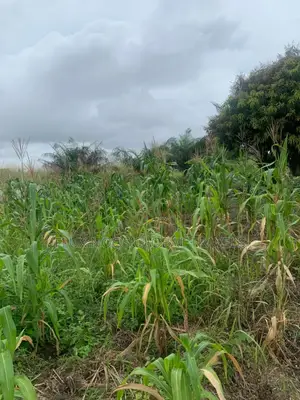 Litigaion Free Lands for Sale. Indenture Available for You.