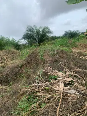 Serviced Lands for Sale at Amasaman Ayikai Doblo.