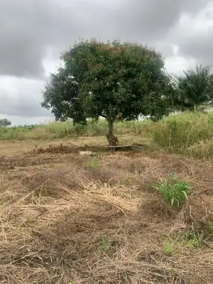 Genuine Lands Available for Sale. No Litigation.