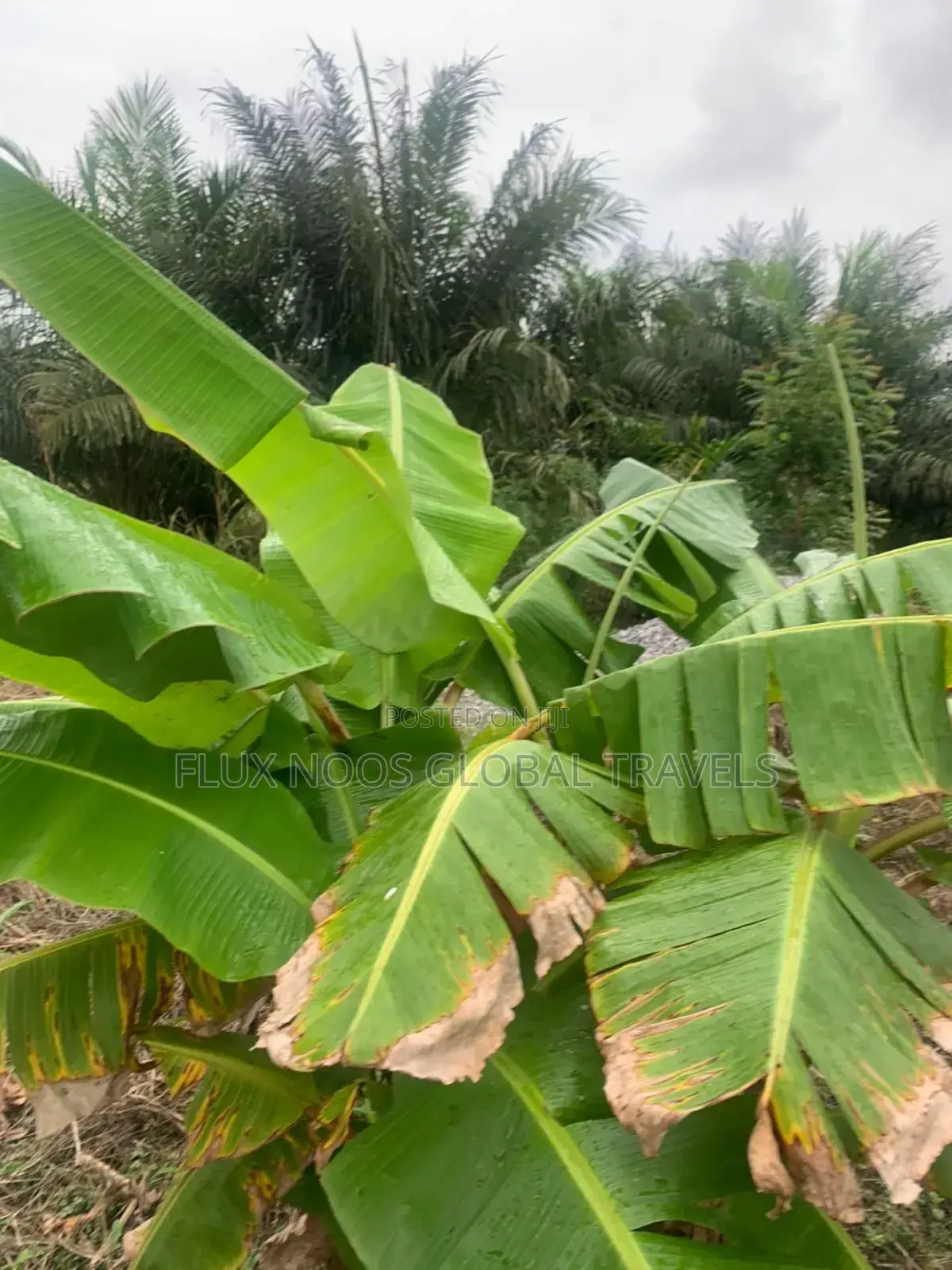 Genuine Lands Available for Sale. No Litigation.