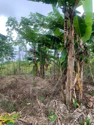 Fenced Land for Sale at Amasaman Ayikai Doblo