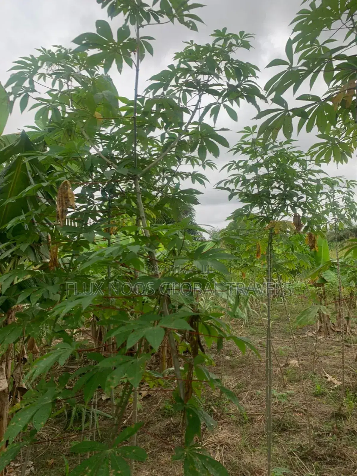 Fenced Land for Sale at Amasaman Ayikai Doblo