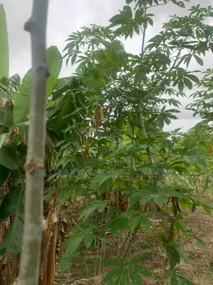 Fenced Land for Sale at Amasaman Ayikai Doblo