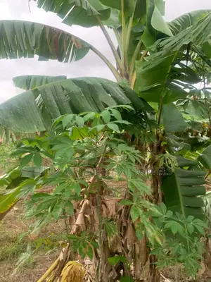 Fenced Land for Sale at Amasaman Ayikai Doblo