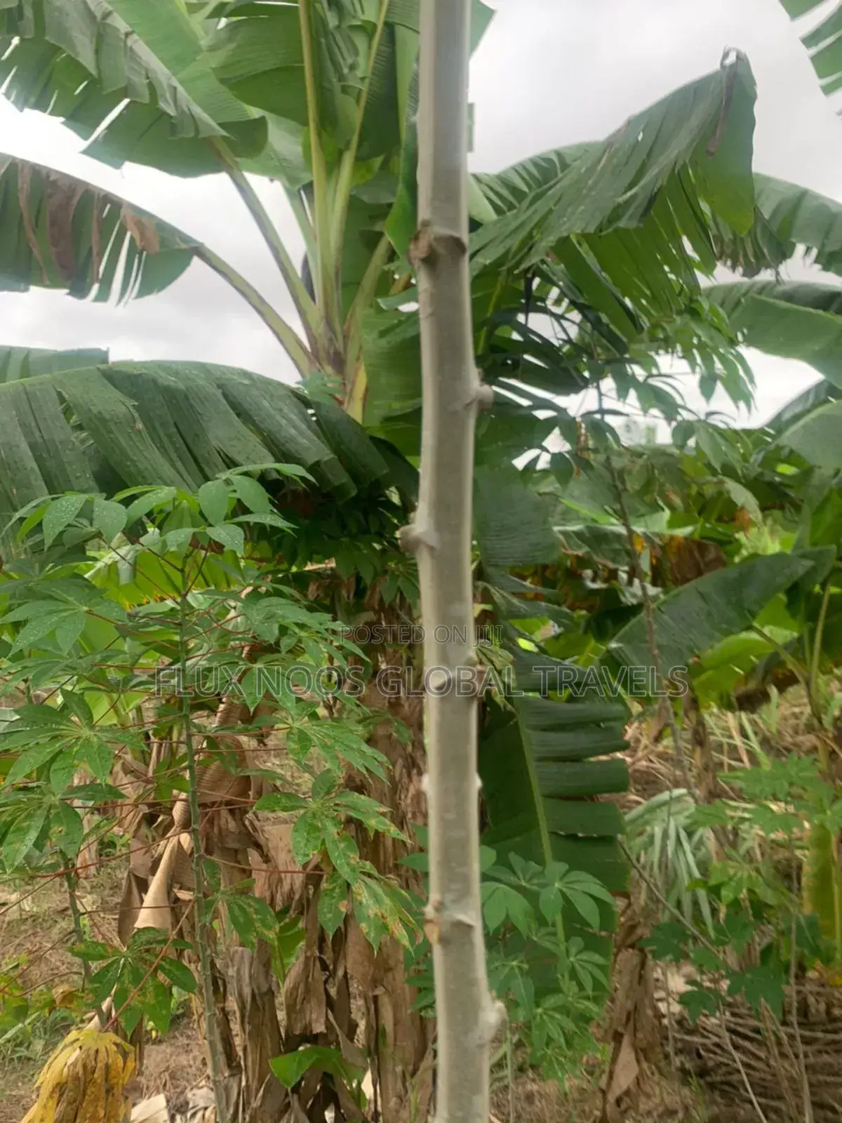 Fenced Land for Sale at Amasaman Ayikai Doblo