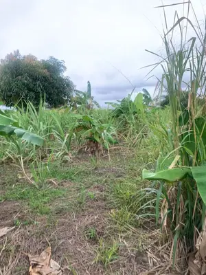 Fenced Genuine Plots of Lands for Sale.