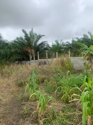 No Litigation Land Amasaman Land for Sale.