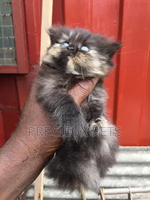 1-3 months Male Purebred Persian