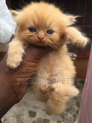 1-3 months Female Purebred Persian