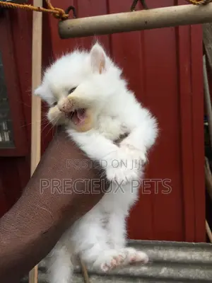 1-3 months Male Purebred Persian