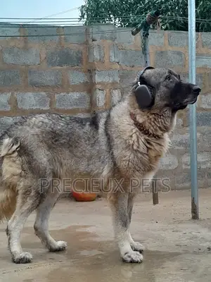 1+ year Female Purebred Caucasian Shepherd