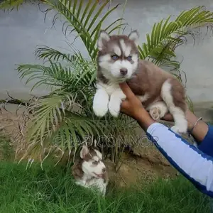 1-3 months Male Purebred Siberian Husky