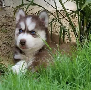 1-3 months Male Purebred Siberian Husky