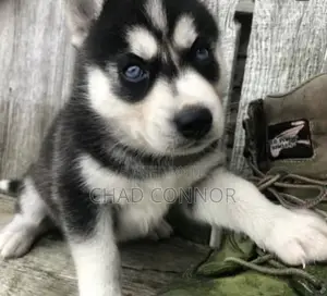 1-3 months Male Purebred Siberian Husky