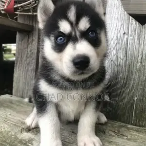 1-3 months Male Purebred Siberian Husky