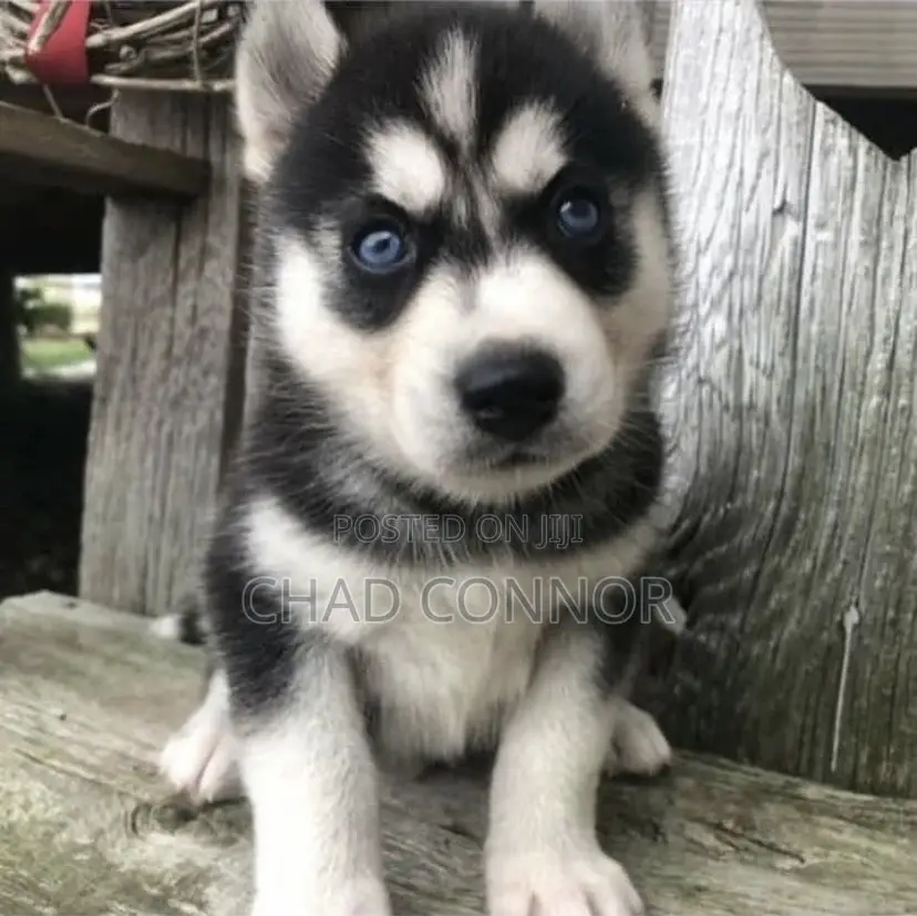 1-3 months Male Purebred Siberian Husky