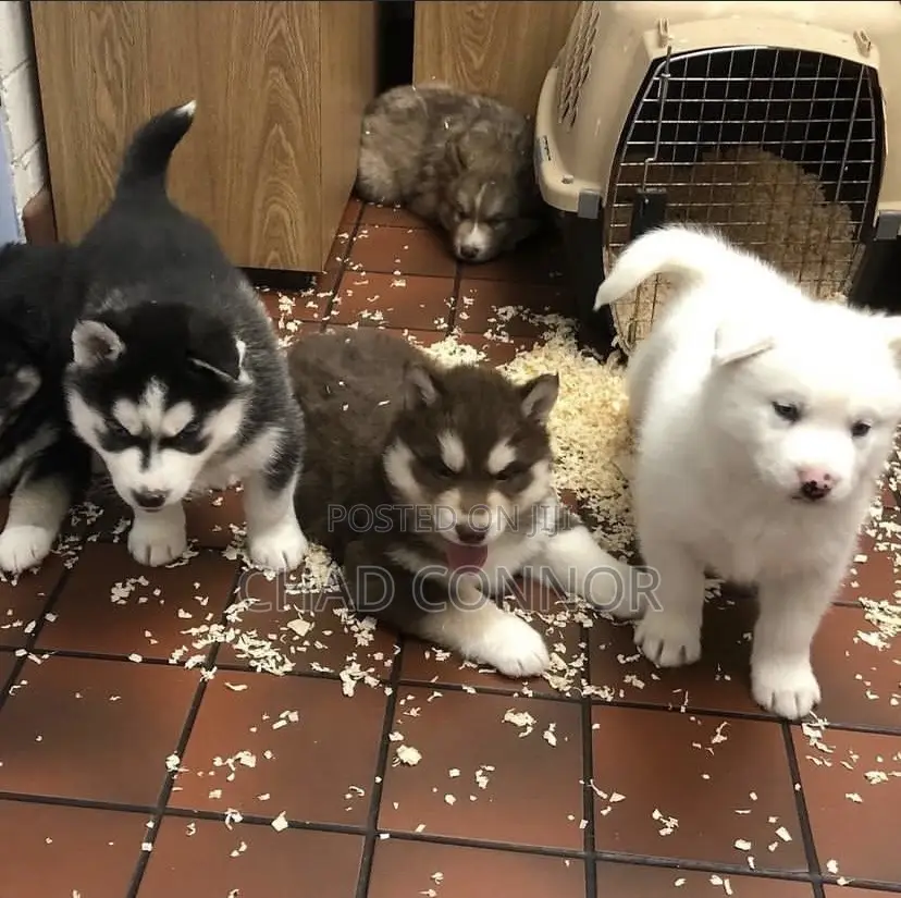 1-3 months Male Purebred Siberian Husky