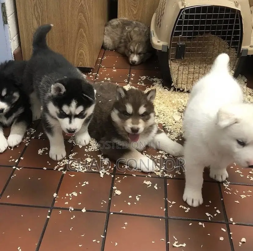 1-3 months Male Purebred Siberian Husky