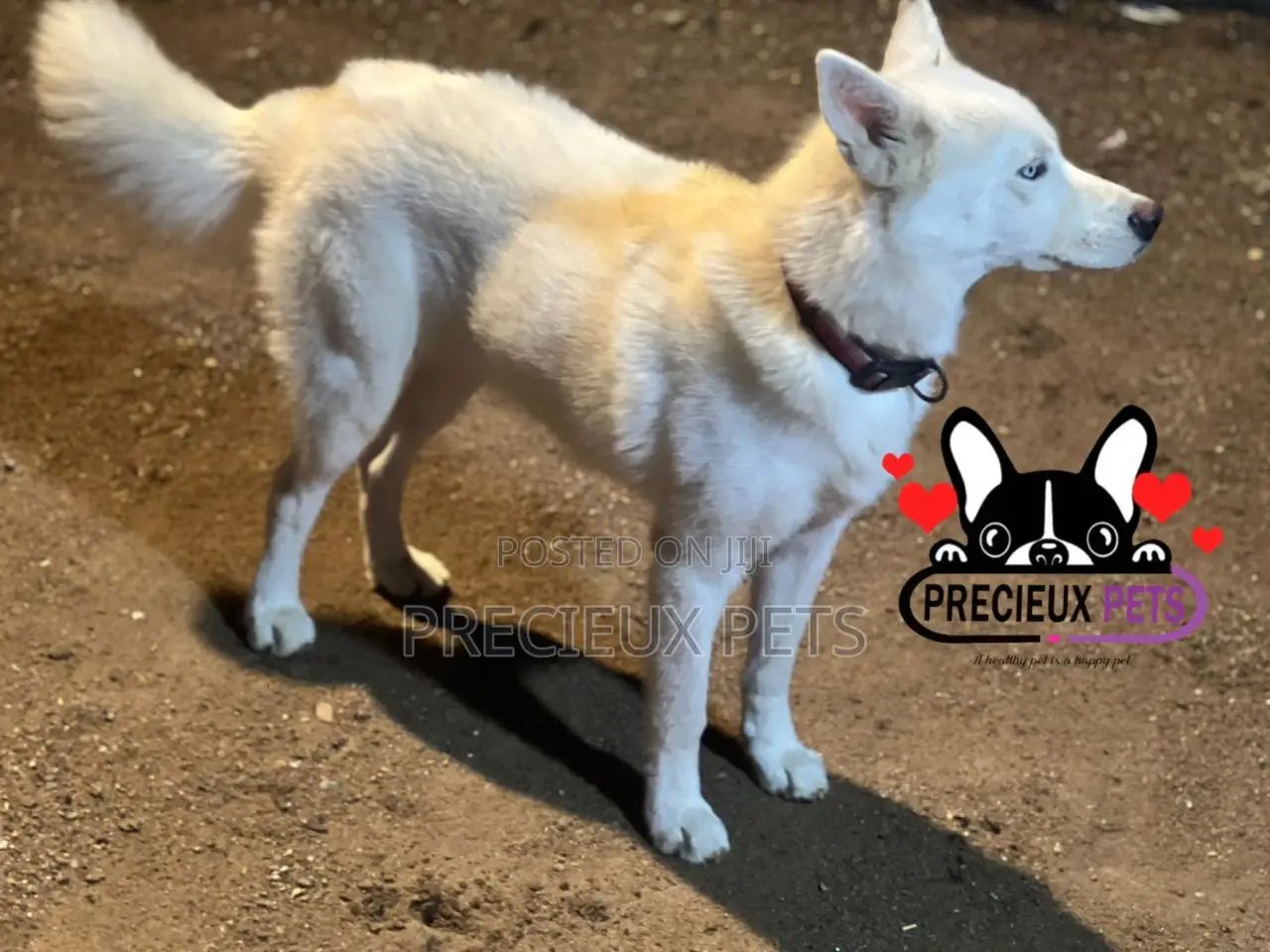 Male Siberian Husky for Stud / Mating / Crossing