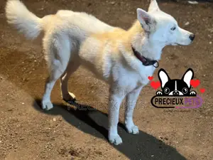 Male Siberian Husky for Stud / Mating / Crossing