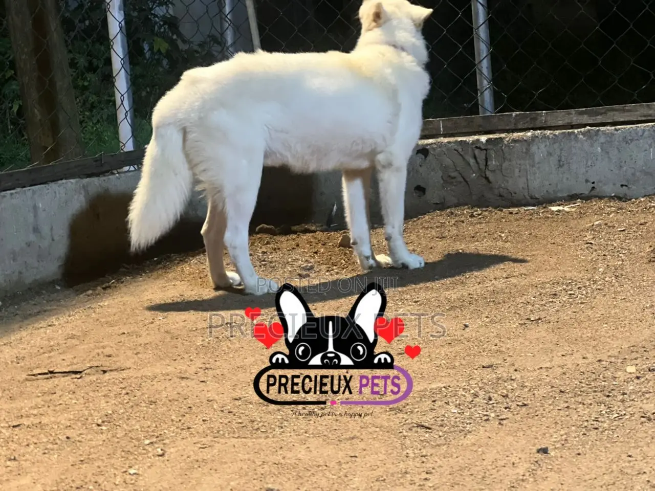 Male Siberian Husky for Stud / Mating / Crossing